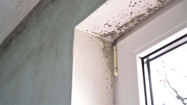 Best Office Mold Removal Services  in Wray, CO