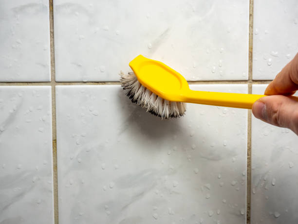Best Toxic Mold Removal  in Wray, CO