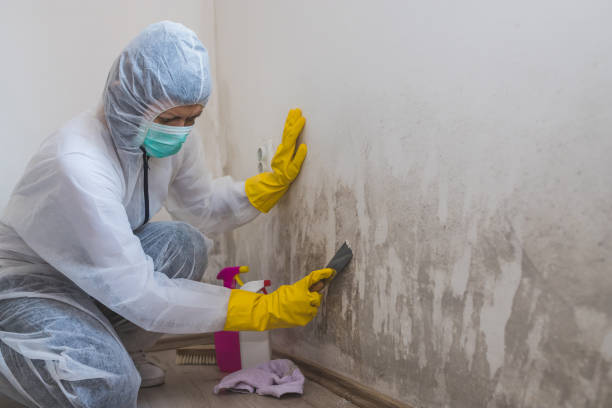 Office Mold Removal Services in Wray, CO
