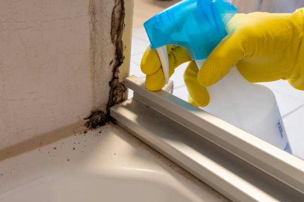 Best Residential Mold Removal  in Wray, CO