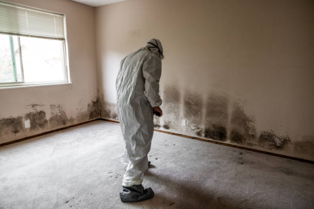 Best Mold Remediation  in Wray, CO