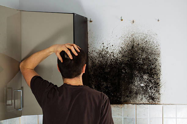 Certified Mold Removal in Wray, CO