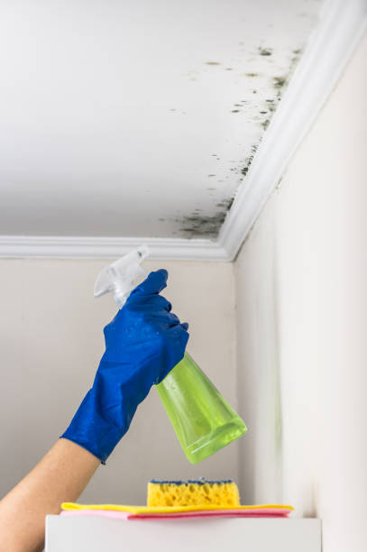 Best Black Mold Removal  in Wray, CO