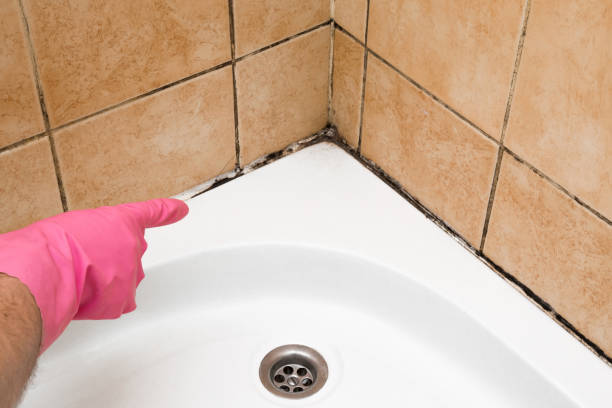 Professional Mold Removal in Wray, CO