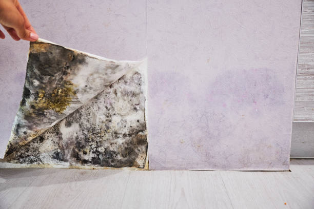 Best Professional Mold Removal  in Wray, CO